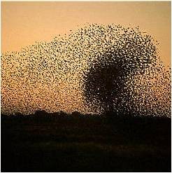 bat swarm